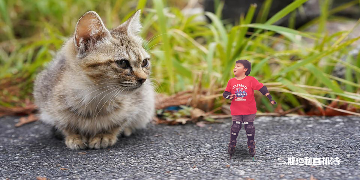 首頁 8 cat 3 1